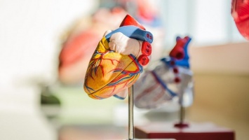 Ученые в России создали вечный биоклапан для сердца