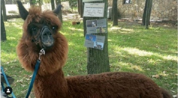 В барнаульский зоопарк скоро приедет альпака