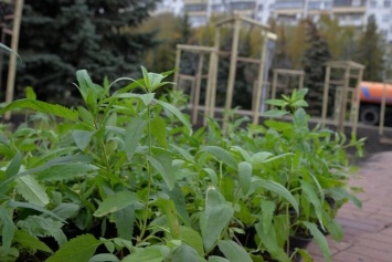 В Белгороде у музея-диорамы высадят 24 тысячи растений