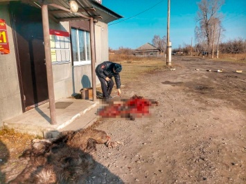 Неизвестные пытаются запугать егеря алтайского заказника окровавленными шкурами убитых лосей