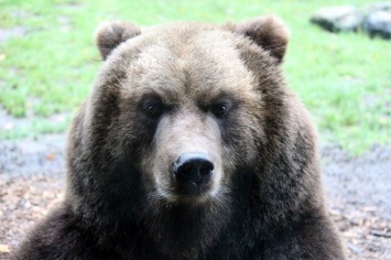 Медведь напал на 65-летнего кузбассовца