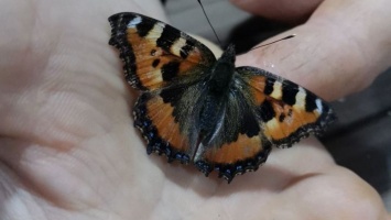 Жители Алтайского края встречают бабочек в ноябре