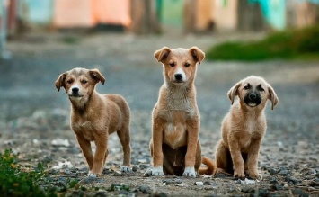 Неизвестные начали массово травить собак в столице ЕАО