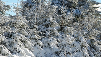 Перед Новым годом в Алтайском крае усилили охрану елок