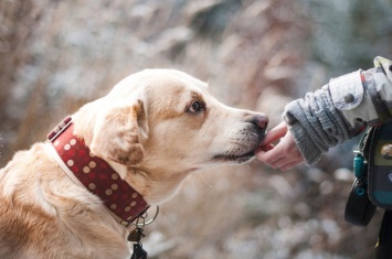 Кинолог дал советы россиянам по выбору собаки из приюта