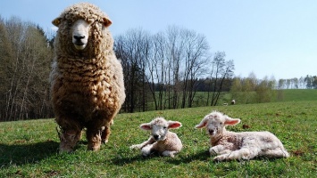 На Алтае полицейские нашли пропавшее стадо овец