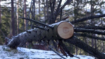 Вынесен приговор за вырубку леса двум алтайским экс-руководителям