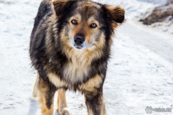 Ненавистник собак разгромил дверь подъезда в Кузбассе