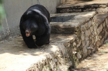 Медведь растерзал жену на глазах спасшегося на дереве мужа в Индии
