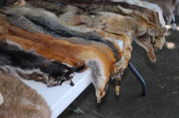 Жители села под Новосибирском возмутились свалкой шкур животных