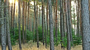 Алтайский депутат прокомментировал решение о передача леса в частные руки