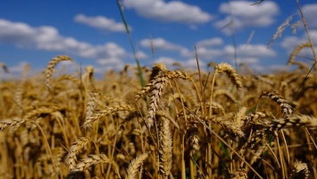 Австрийская пшеница дала трехтонную урожайность в засушливой Кулунде