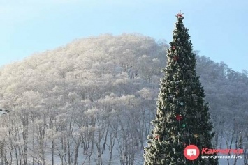 5 декабря в центре Петропавловска появится елка