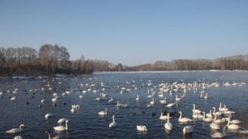 Масштабный праздник «Алтайская зимовка» отменят из-за коронавируса