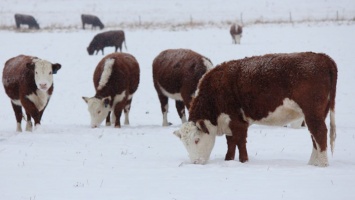 Алтайский фермер рассказал, почему решил отказаться от молочного скота в пользу мясного