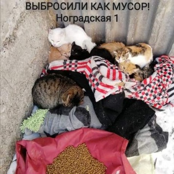 "Ужасное зрелище": новокузнечане выбросили из окна квартиры 30 кошек