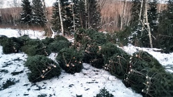 Черный лесоруб на Алтае заготовил елок к Новому году на 1,5 млн рублей