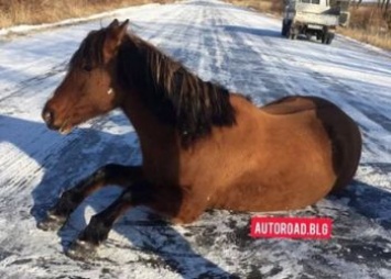 В Михайловском районе лошадь не смогла сама перейти дорогу