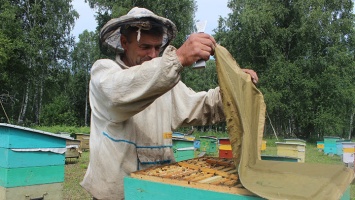 «Пчеловоды Алтая» написали открытое письмо губернатору Виктору Томенко