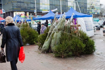 В России упал спрос на живые новогодние ели