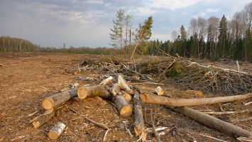 «Черные лесорубы» истребили 40 сосен в Алтайском крае