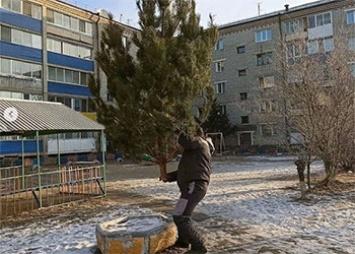 Во дворах Белогорска ставят новогодние елки