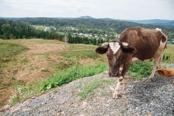 Кузбассовец изнасиловал пастушку в окружении коров
