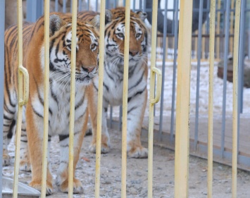 В зоопарке Старого Оскола поселились цирковые тигрицы