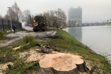 На берегу Нижнего пруда спилили деревья. Их признали аварийными (фото)
