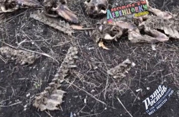 Ростовчане обнаружили заваленное останками животных поле