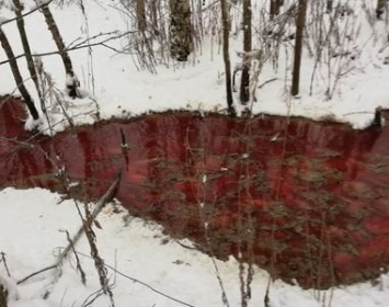 Проверка: форелеводы в Карелии не только сливают кровь в болото, но и уничтожают деревья