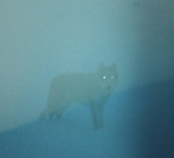 «Мистические» фото с волком сделала сотрудница Алтайского заповедника