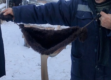 Якутские фермеры сшили меховые лифчики для коров
