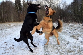 Агрессивные собаки заполонили двор в Кемерове