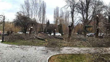 Власти Симферополя объяснили массовую вырубку деревьев в сквере им. Высоцкого, - ФОТО, ВИДЕО