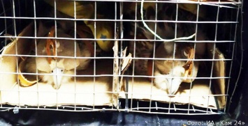 В столице Камчатки браконьерам грозит срок за добычу кречетов