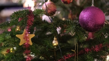 В Барнауле пройдет акция по утилизации новогодних елок
