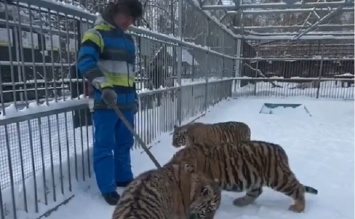 Барнаульцев приглашают прогуляться с тигрятами и львятами