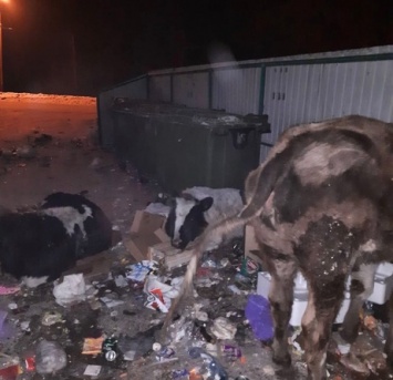 "Собаки ее рвут": кузбассовцы пожаловались на труп замерзшей коровы в городе