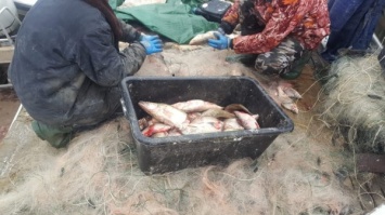 В Куршском заливе задержали браконьеров с 800 кг рыбы (фото)