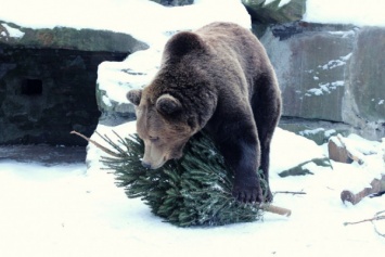 «Будут рады все животные»: Калининградский зоопарк принимает новогодние елки