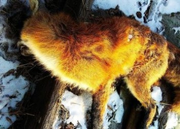 Мертвую лису нашли на садовом участке в окрестностях Благовещенска
