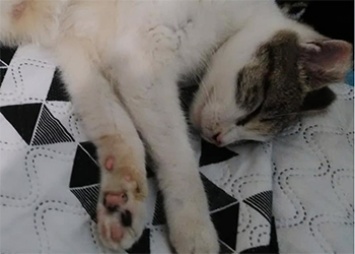 В Благовещенском районе кошку спасли из «ледяного плена»