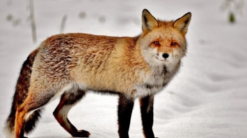 Туристы в Шерегеше рассказали о нашествии диких лис