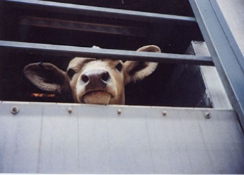 На границе Приамурья будут «ловить» скот без документов