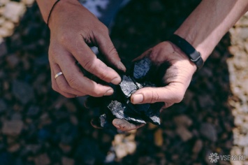 Угольщики вырубят почти 8 га кузбасской тайги для добычи угля