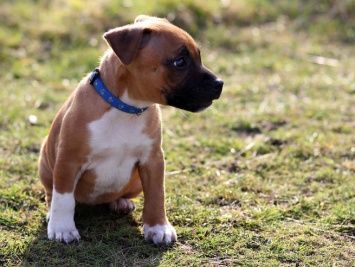 Первая в мире операция по удалению второго фаллоса собаке прошла в Великобритании