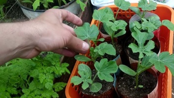 Посев семян на рассаду: секреты опытных хозяек