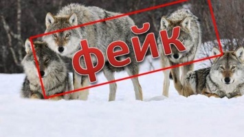 Информация о погоне за волком в Белокурихе оказалась фейком
