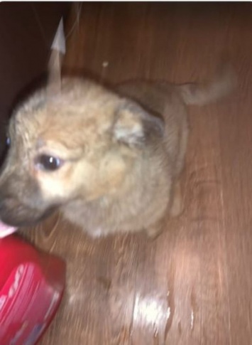 "Выкинули на верную смерть": неизвестный оставил щенка на морозе в Кузбассе